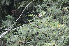 Ramphocelus nigrogularis