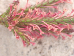 Struthiola ericoides