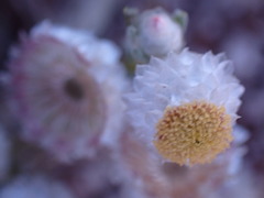 Helichrysum argyrosphaerum