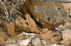 Phrynosoma cerroense