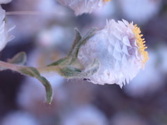 Helichrysum argyrosphaerum