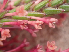 Struthiola ericoides