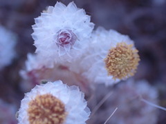 Helichrysum argyrosphaerum