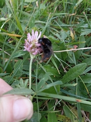 Bombus lapidarius