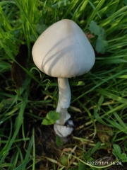 Volvopluteus gloiocephalus