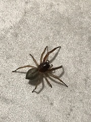 Trachelidae