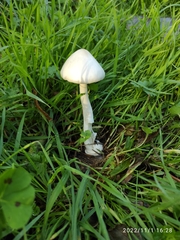Volvopluteus gloiocephalus