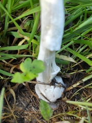 Volvopluteus gloiocephalus
