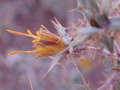 Berkheya annectens