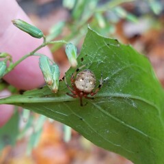 Araneus thaddeus