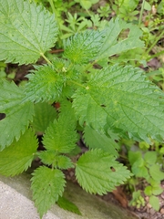 Urtica membranacea