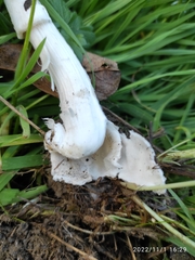 Volvopluteus gloiocephalus