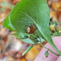 Araneus thaddeus