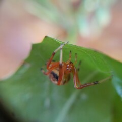 Araneus thaddeus