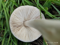 Volvopluteus gloiocephalus