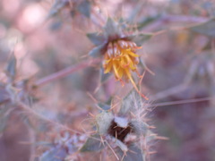 Berkheya annectens