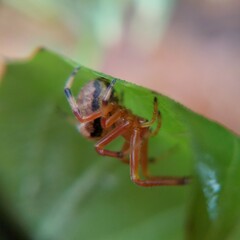 Araneus thaddeus