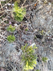 Dendrolycopodium hickeyi