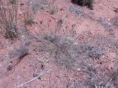 Eragrostis echinochloidea