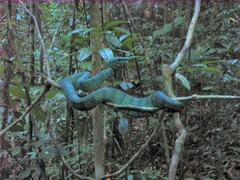 Tropidolaemus subannulatus