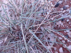 Eragrostis echinochloidea