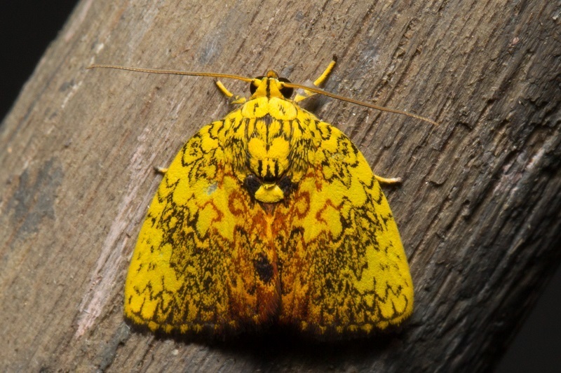 Siglophora cymographa