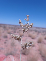 Eragrostis echinochloidea