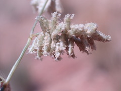 Eragrostis echinochloidea
