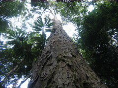 Dipterocarpaceae