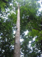 Dipterocarpaceae