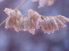 Eragrostis echinochloidea