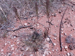 Aristida congesta congesta