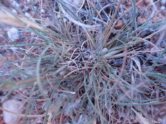 Aristida congesta congesta