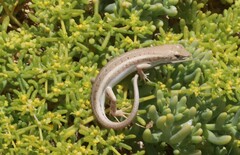 Trachylepis acutilabris