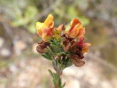 Wiborgiella