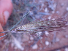 Aristida congesta congesta