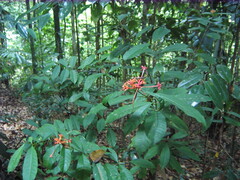 Ixora