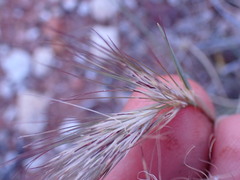 Aristida congesta congesta
