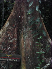 Terminalia foetidissima