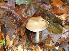 Rhodocollybia butyracea