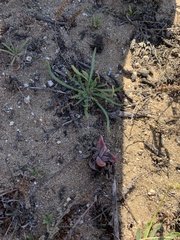 Plantago coronopus