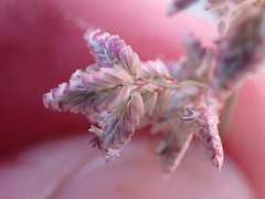 Eragrostis echinochloidea