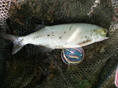Hiodon alosoides