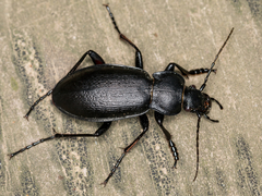 Carabus aeruginosus