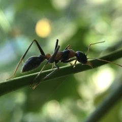 Myrmecia nigrocincta