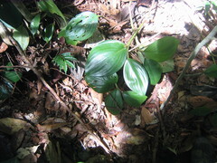 Costaceae