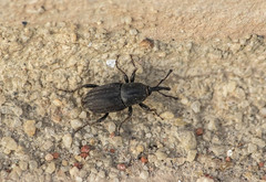 Scyphophorus acupunctatus