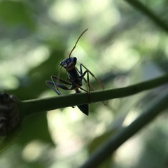 Myrmecia nigrocincta