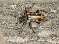 Brachyta interrogationis