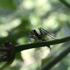 Myrmecia nigrocincta